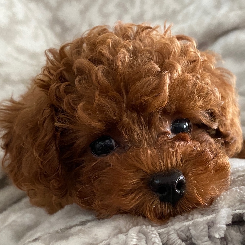 Meet your Posher, Elsie